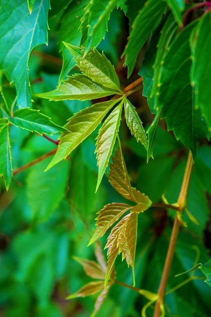 Foto della bella vite verde sulla vecchia parete antica di pietra