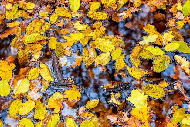 Foto della foresta autunnale arancione con foglie e acqua