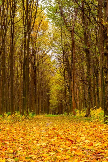 Foto della foresta autunnale arancione con foglie e strada