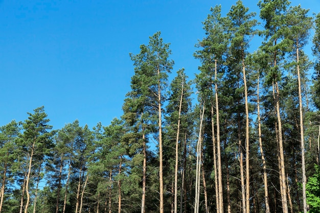 Foto della foresta, che cresce un gran numero di alberi di pino, cielo blu
