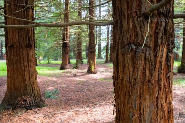 Foto della foresta della sequoia o della sequoia di un parco di secuoyas del tronco di albero