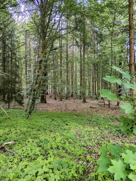 Foto della natura nei dintorni di Amburgo