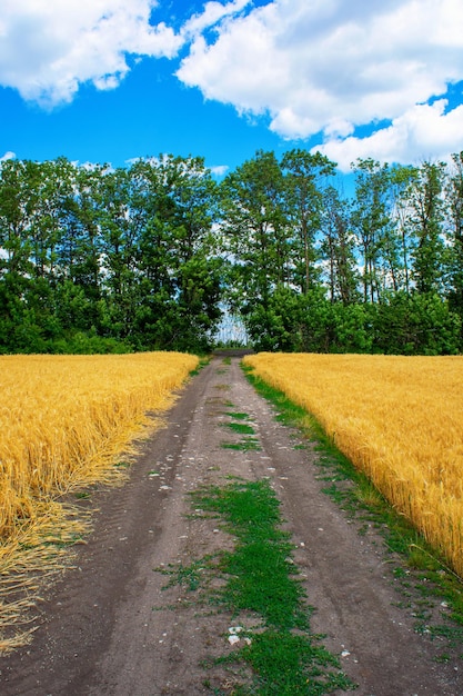 Foto della strada sterrata sul bellissimo campo di grano con alberi e cielo in estate