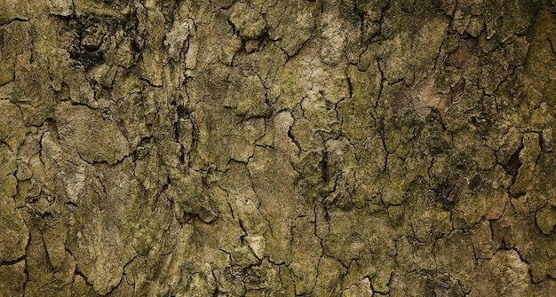 foto della superficie in legno strutturata naturale