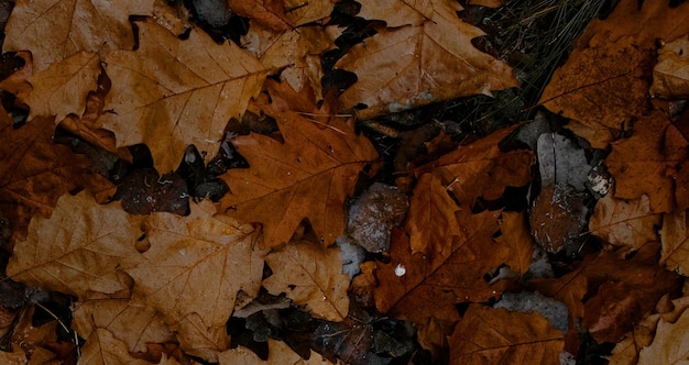 foto della superficie in legno strutturata naturale