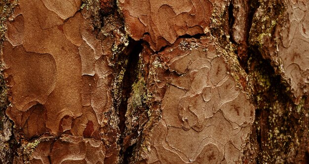 foto della superficie in legno strutturata naturale