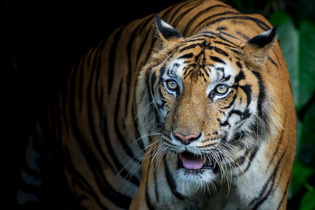 Foto della tigre naturalmente.