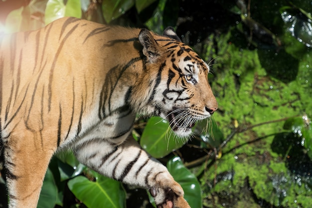 Foto della tigre naturalmente.