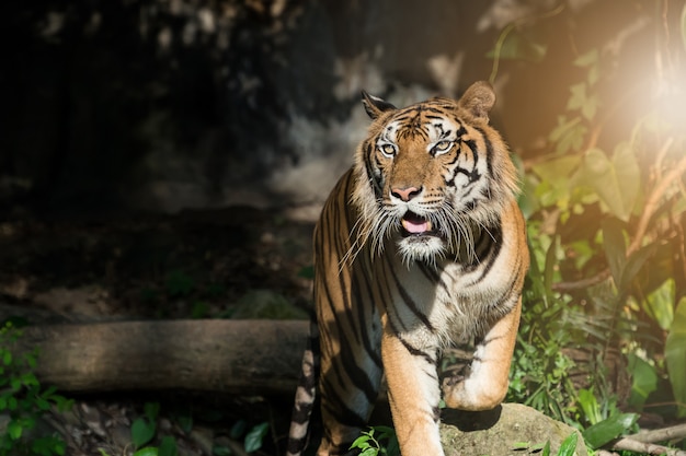 Foto della tigre naturalmente.