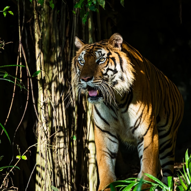 Foto della tigre naturalmente.