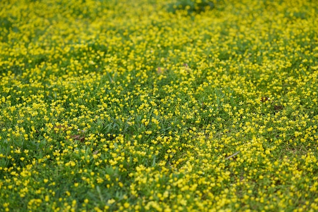 Foto delle margherite in primo piano sullo sfondo Foto