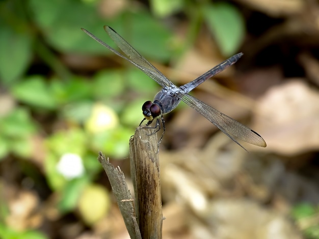 Foto dettagliata del primo piano della libellula nera