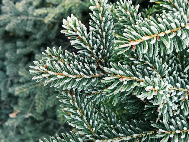 Foto dettagliata dell'albero di Natale