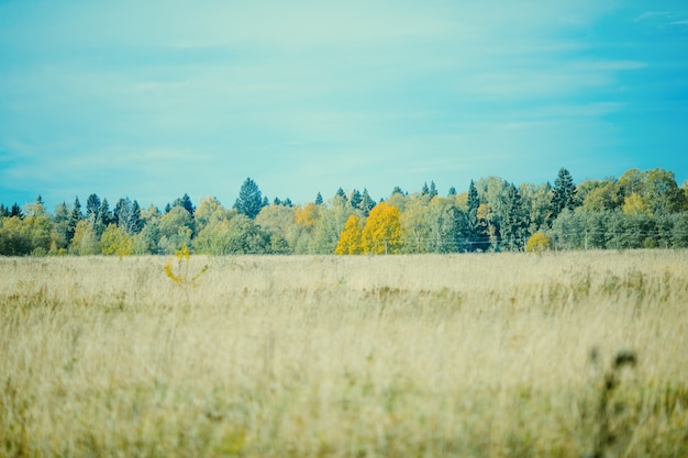 Foto di alberi autunnali, campo verde