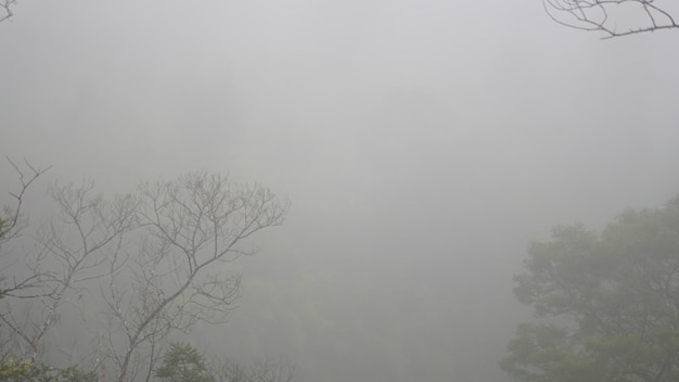 foto di alberi nebbiosi sulle montagne