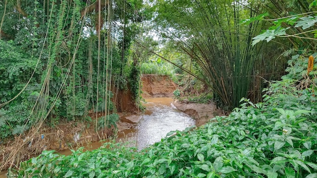 foto di ambiente naturale con acqua e piante