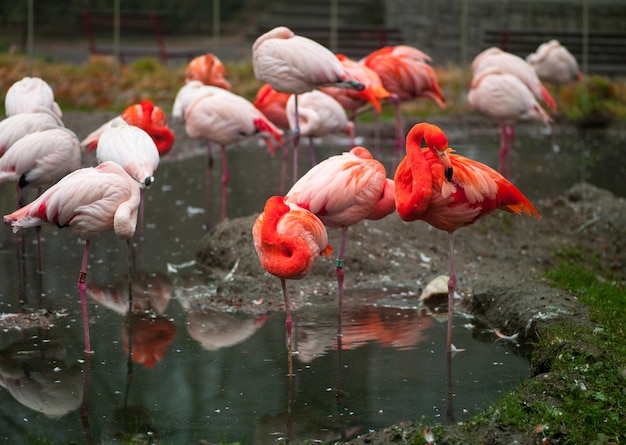 Foto di animali stormi di fenicotteri rosa che riposano nel fiume