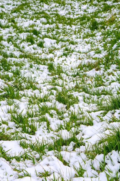 Foto di bella erba verde dopo la caduta della neve in primavera