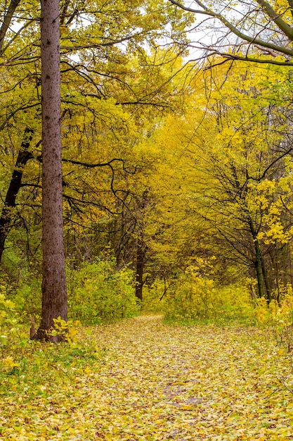 Foto di bella foresta autunnale arancione con foglie e strada