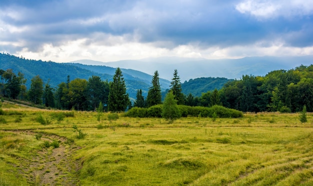 Foto di bella foresta verde e valle nelle montagne dei Carpazi