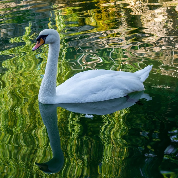 Foto di bellissimi cigni bianchi su un lago nel parco