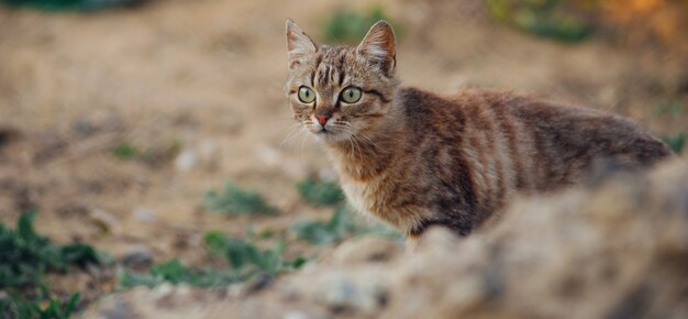 Foto di bello gatto sveglio in giardino, gioco piacevole del gattino all'aperto al tramonto.