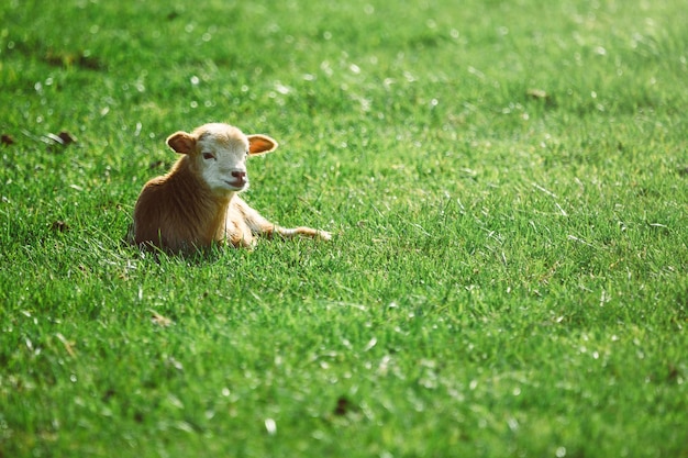 Foto di bestiame sdraiato sull'erba Foto