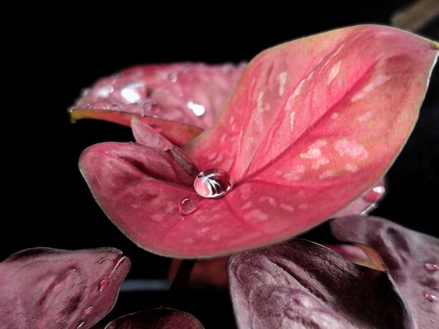 Foto di Caladium bicolore con foglie rosse.