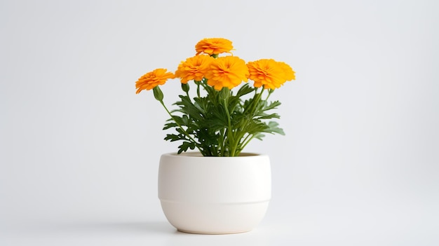 Foto di calendula in vaso bianco minimalista come pianta d'appartamento per la decorazione domestica