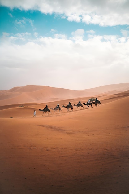 Foto Di Cammelli Sul Dessert Eid Al Adha