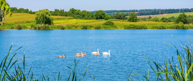 Foto di cigni sul bellissimo lago blu