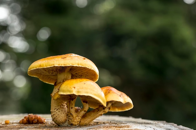 Foto di concetto di natura. Funghi selvatici in natura.