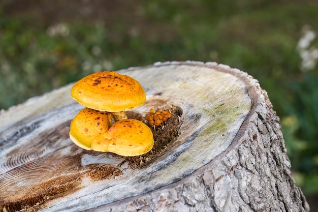 Foto di concetto di natura. Funghi selvatici in natura.