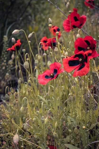 Foto di concetto di paesaggio di prati fioriti di papavero in fiore