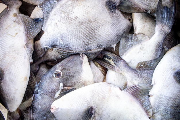 Foto di diversi peroa Balistes capriscus al mercato del pesce