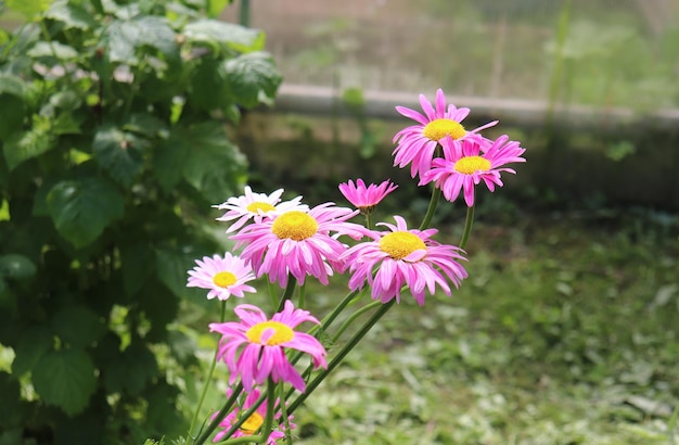 Foto di echinacea in fiore nel giardino del villaggio in estate