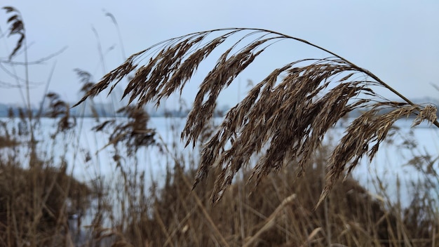 foto di erba secca su sfondo invernale