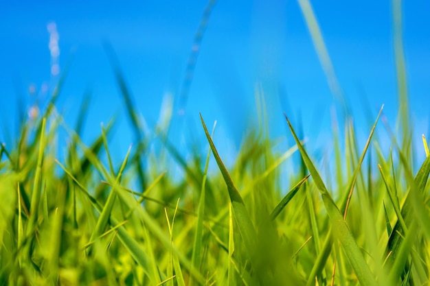 Foto di erba verde al giorno d'estate su uno sfondo di cielo blu