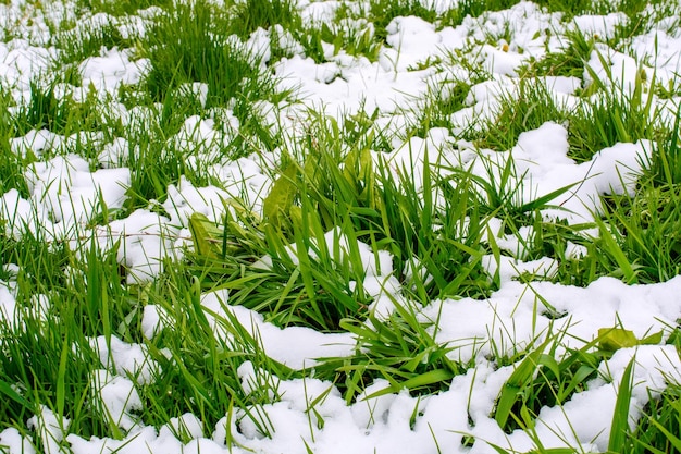 Foto di erba verde dopo la caduta della neve in primavera