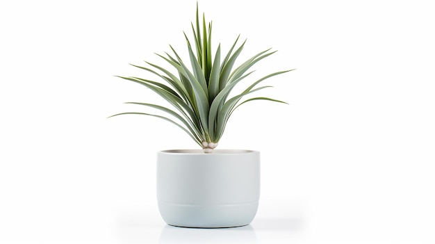 Foto di fiore di yucca in vaso isolato su sfondo bianco