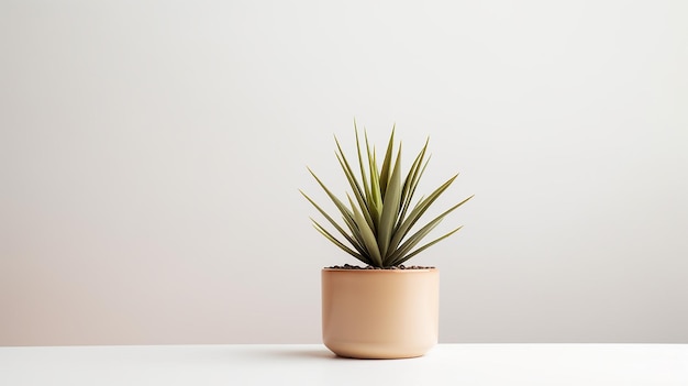 Foto di fiore di yucca in vaso isolato su sfondo bianco