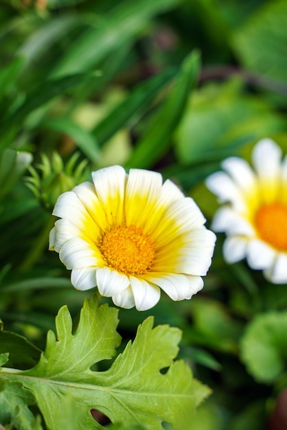 Foto di fiori di camomilla che si dispiega su uno sfondo verde