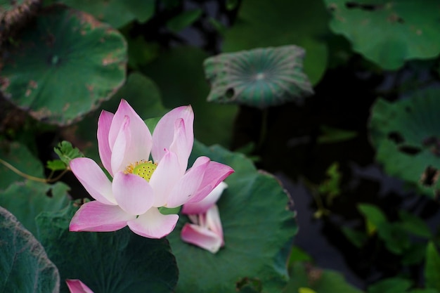 Foto di fiori di loto nello stagno