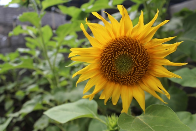 Foto di fiori di sole in alta qualità premium