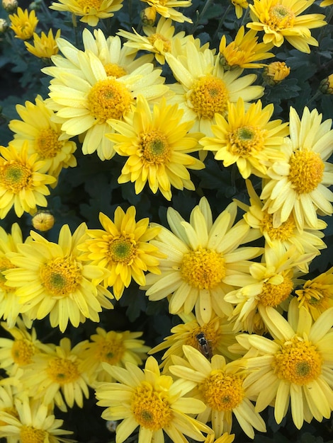 Foto di fiori gialli