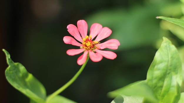 foto di fiori nel giardino premium