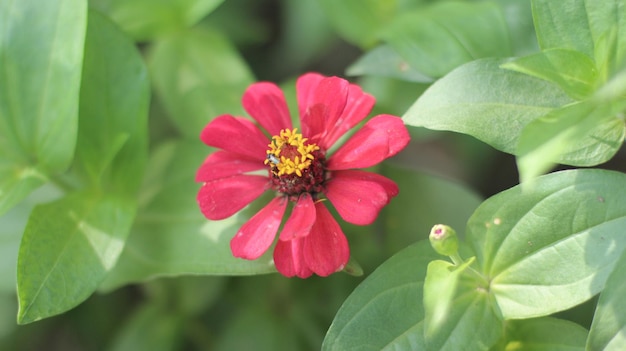 foto di fiori nel giardino premium