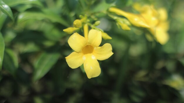 foto di fiori nel giardino premium