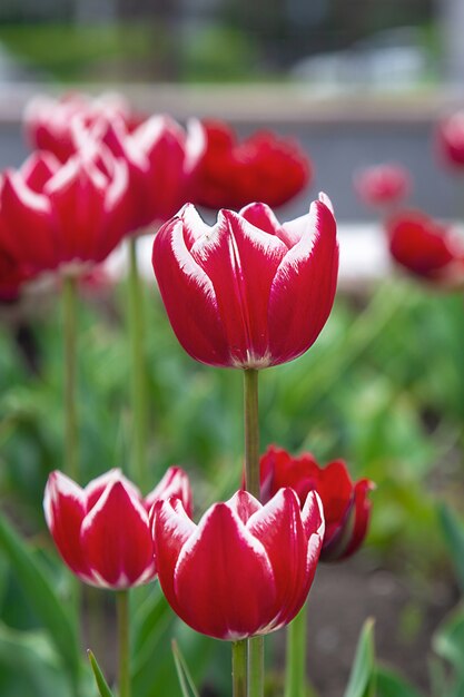 Foto di fiori primaverili di tulipani di diverse varietà e colori