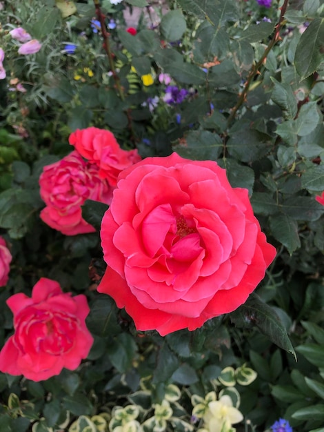 Foto di fiori rosa rosa brillante